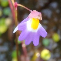 Utricularia striatula Sm.